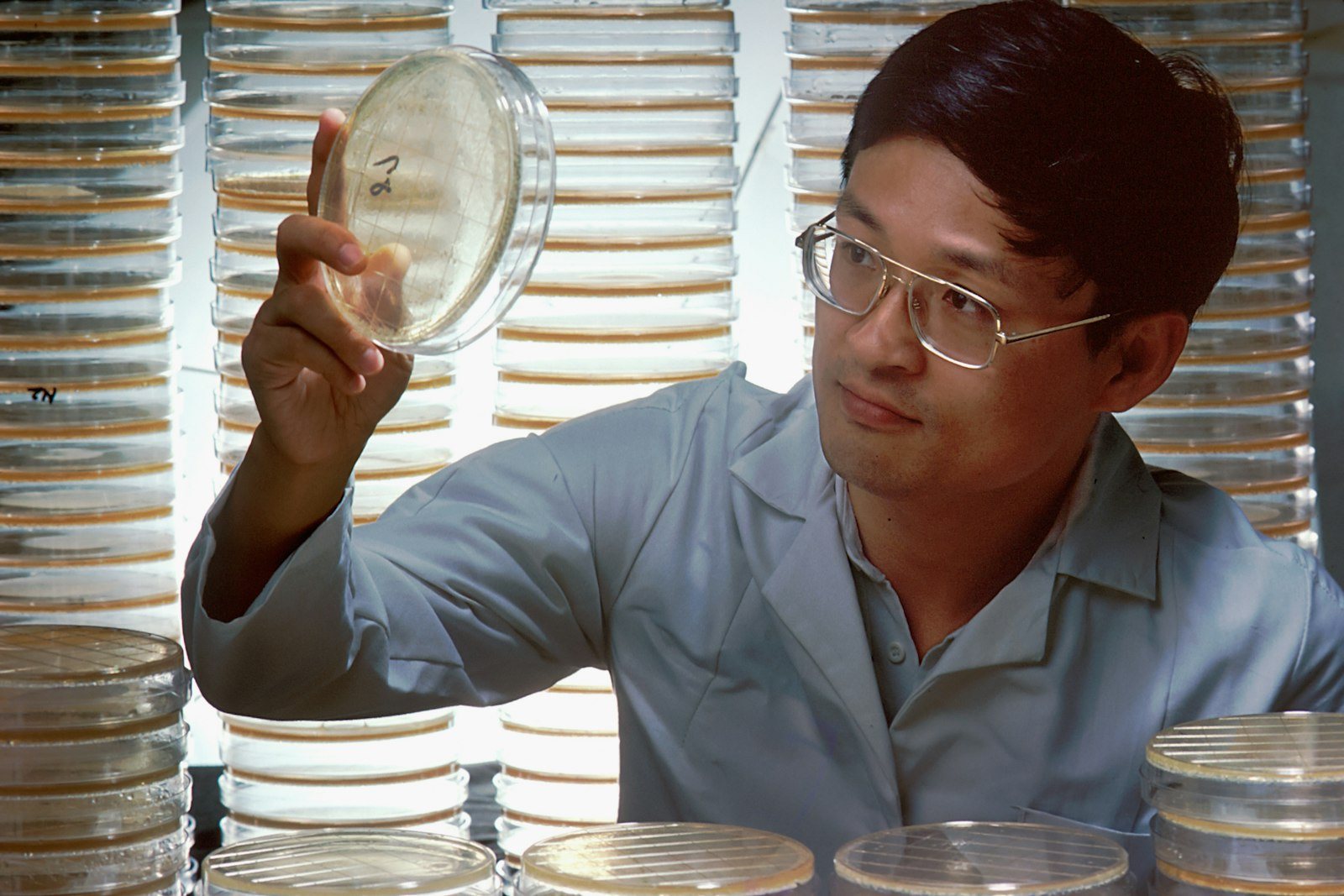 Antibiotic susceptibility discs on an agar plate