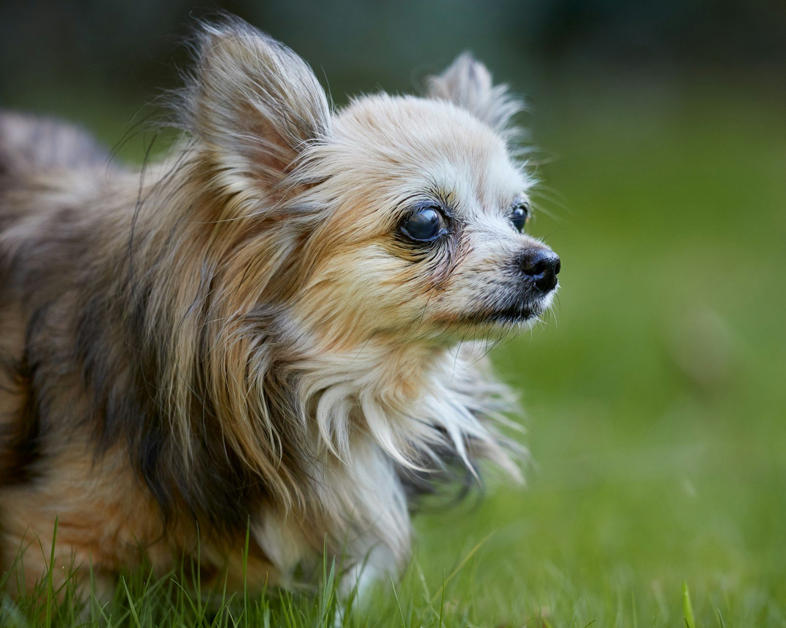 A dog standing in long grass