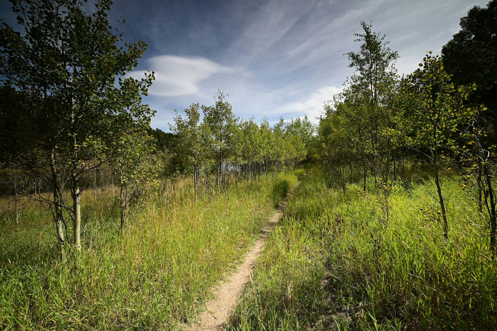 A woodland trail bordered by tall grass