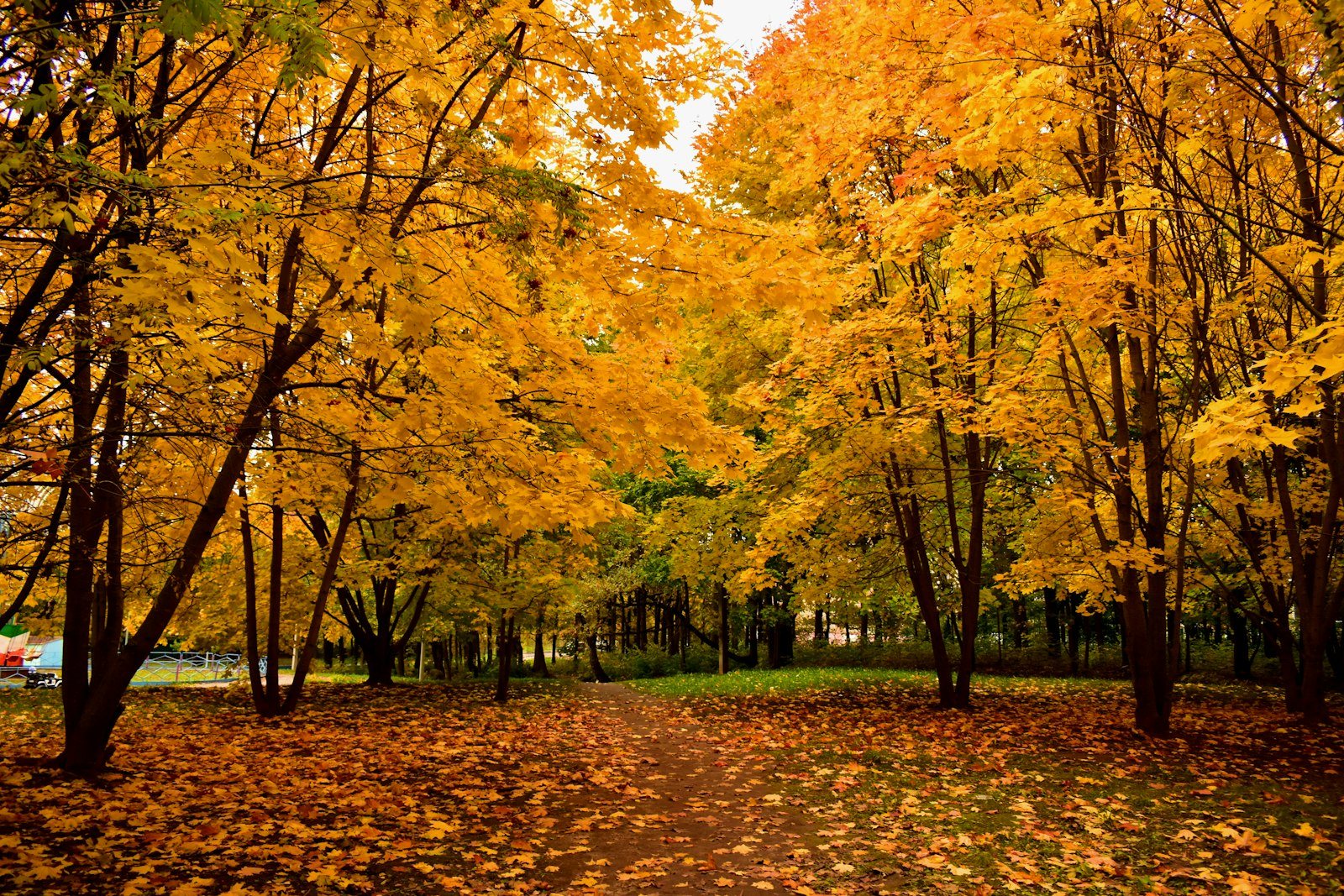 Autumn leaves on a path