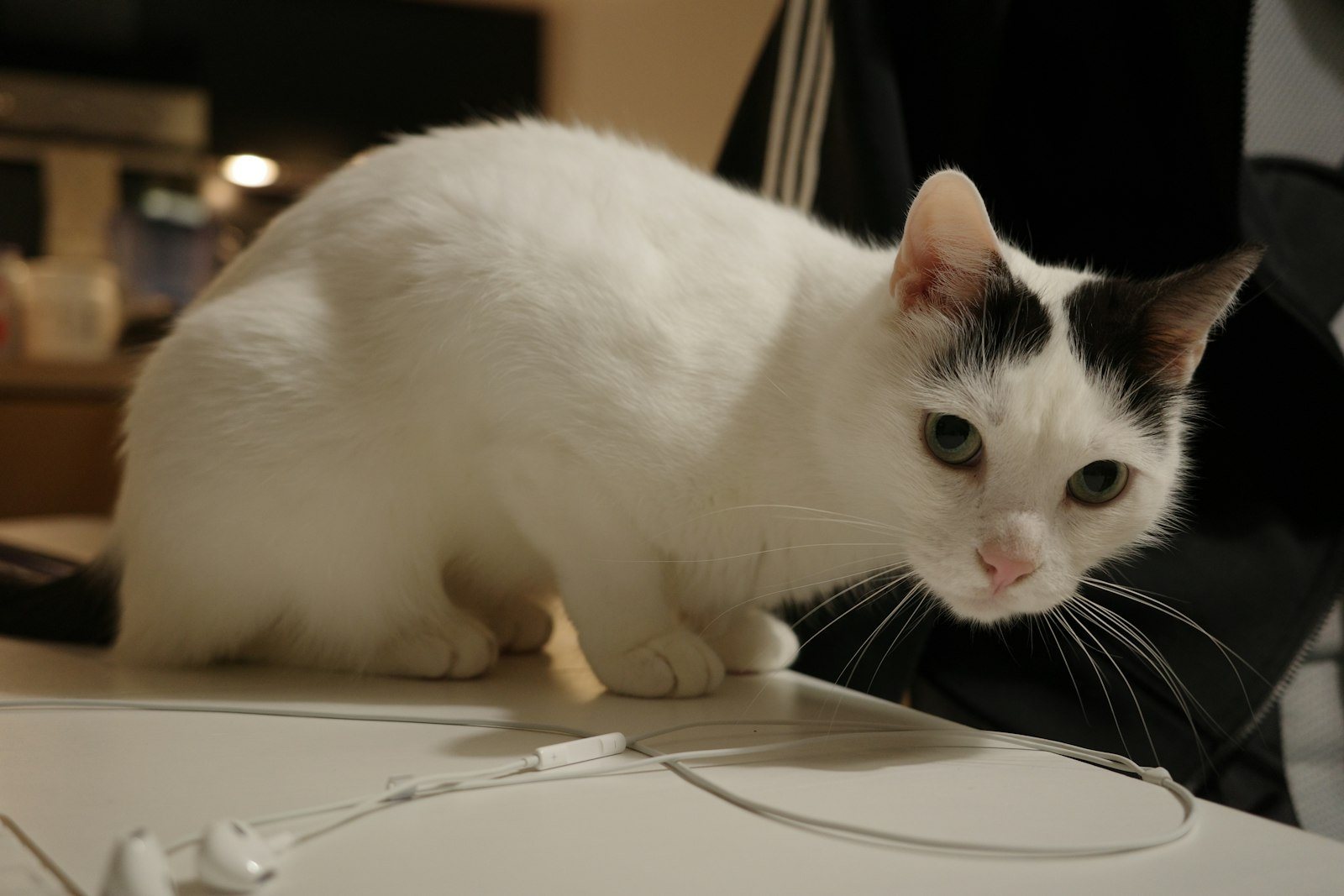 A cat sitting indoors