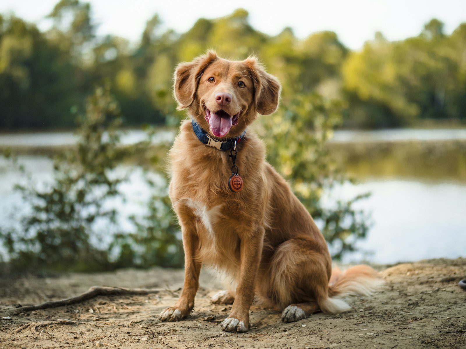 A dog sitting outdoors