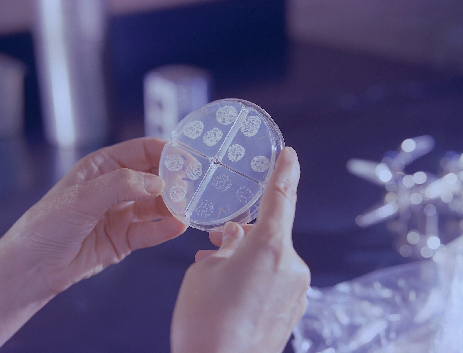 A laboratory culture plate held up for inspection