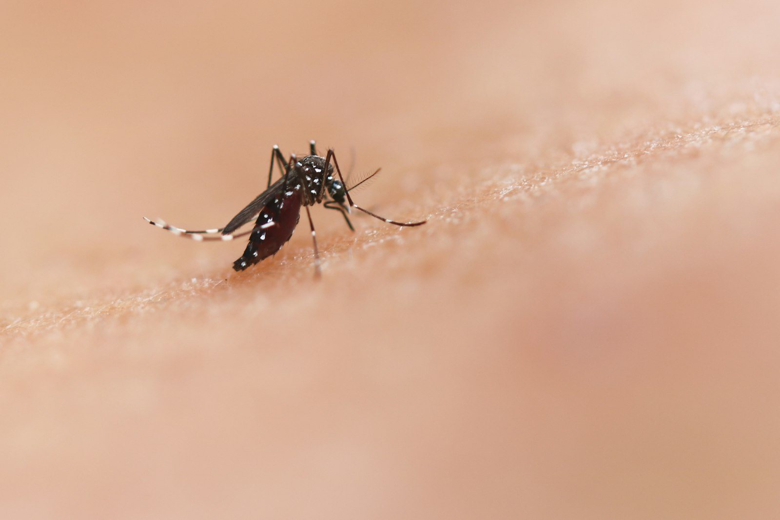A mosquito resting on human skin