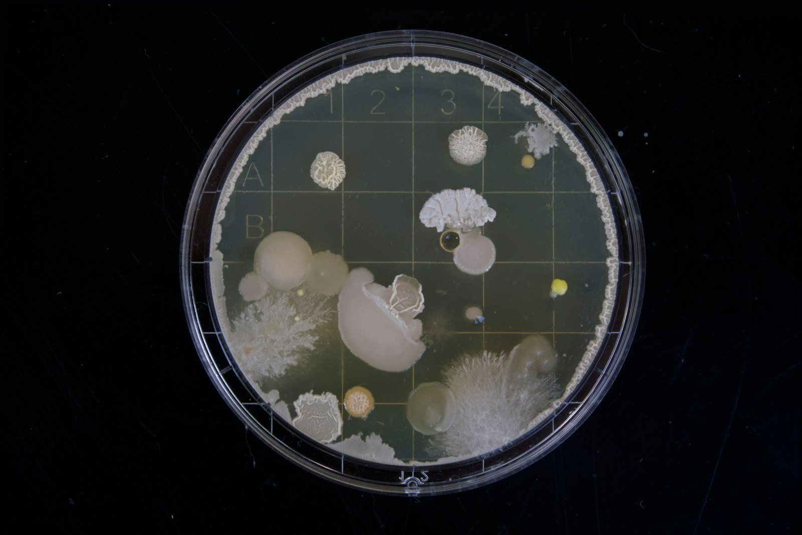 A culture plate held in a gloved hand