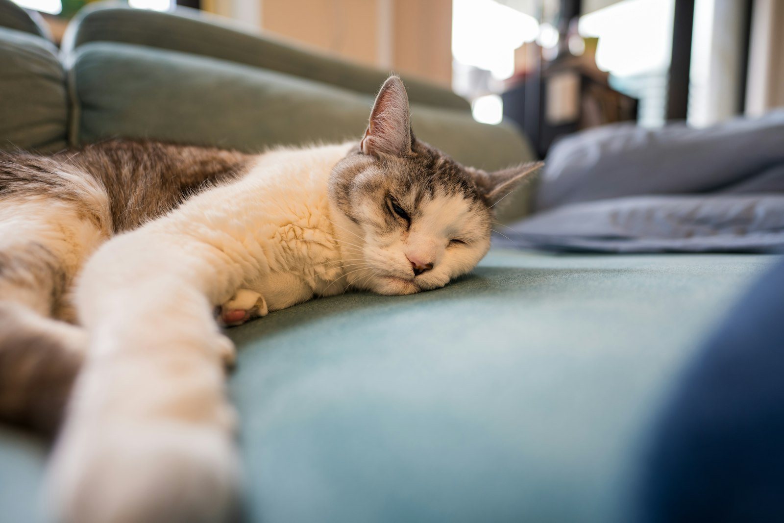 Infections You Can Catch From Pets, and the Ones You Cannot