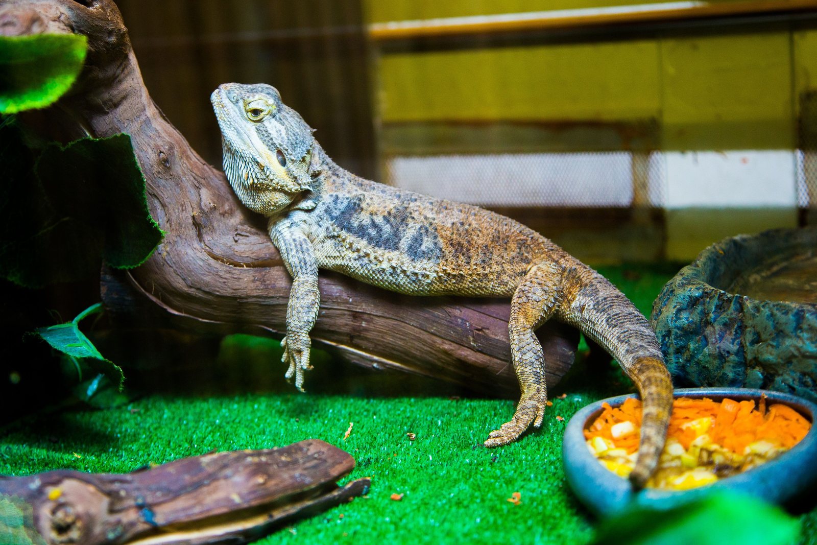 A pet bearded dragon in a terrarium