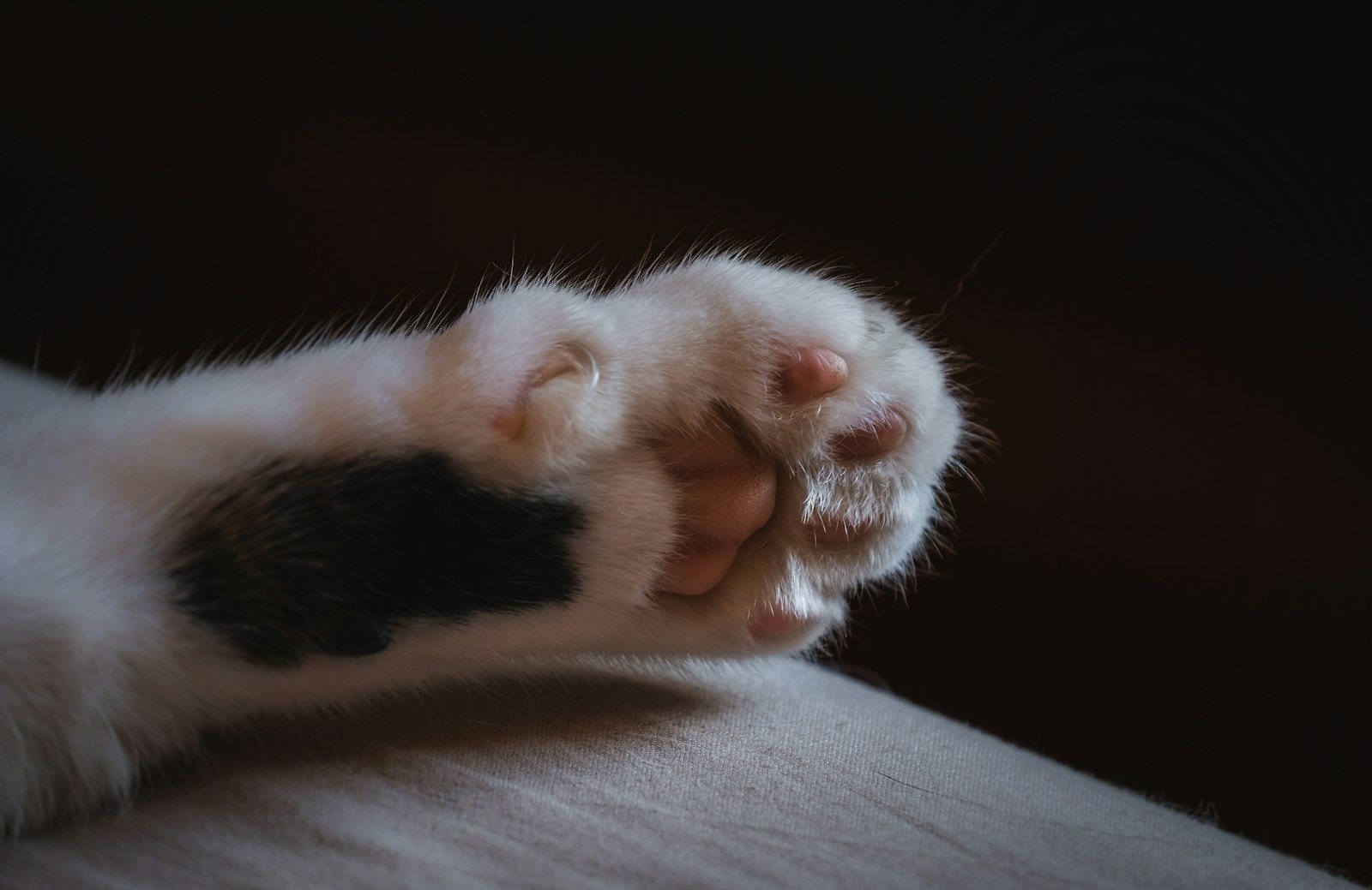 A close view of a cat's paw
