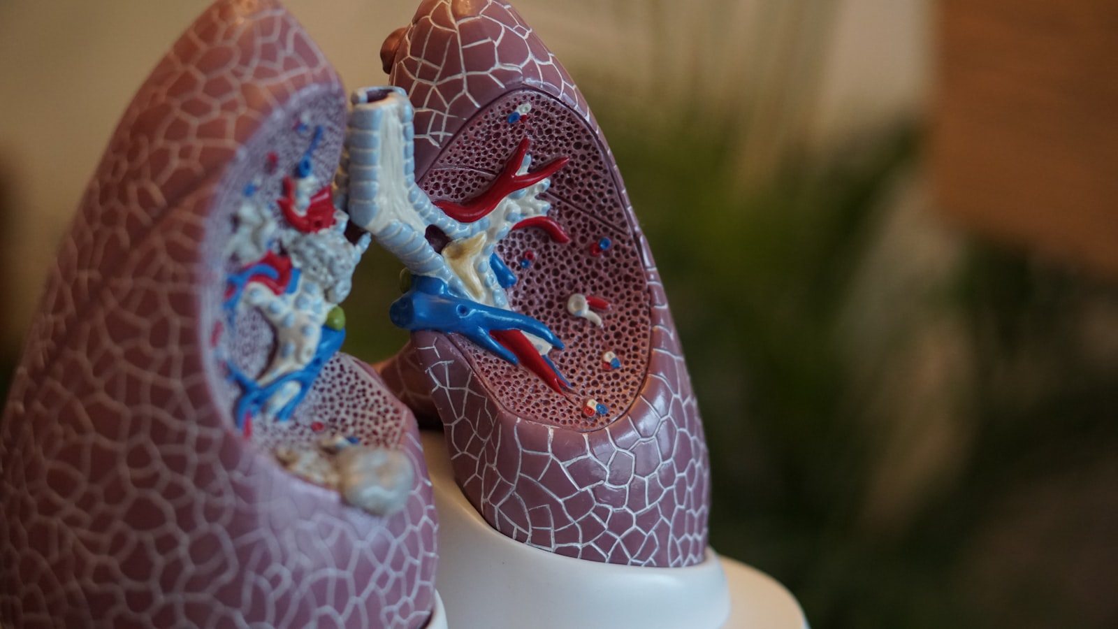 An anatomical model of the lungs