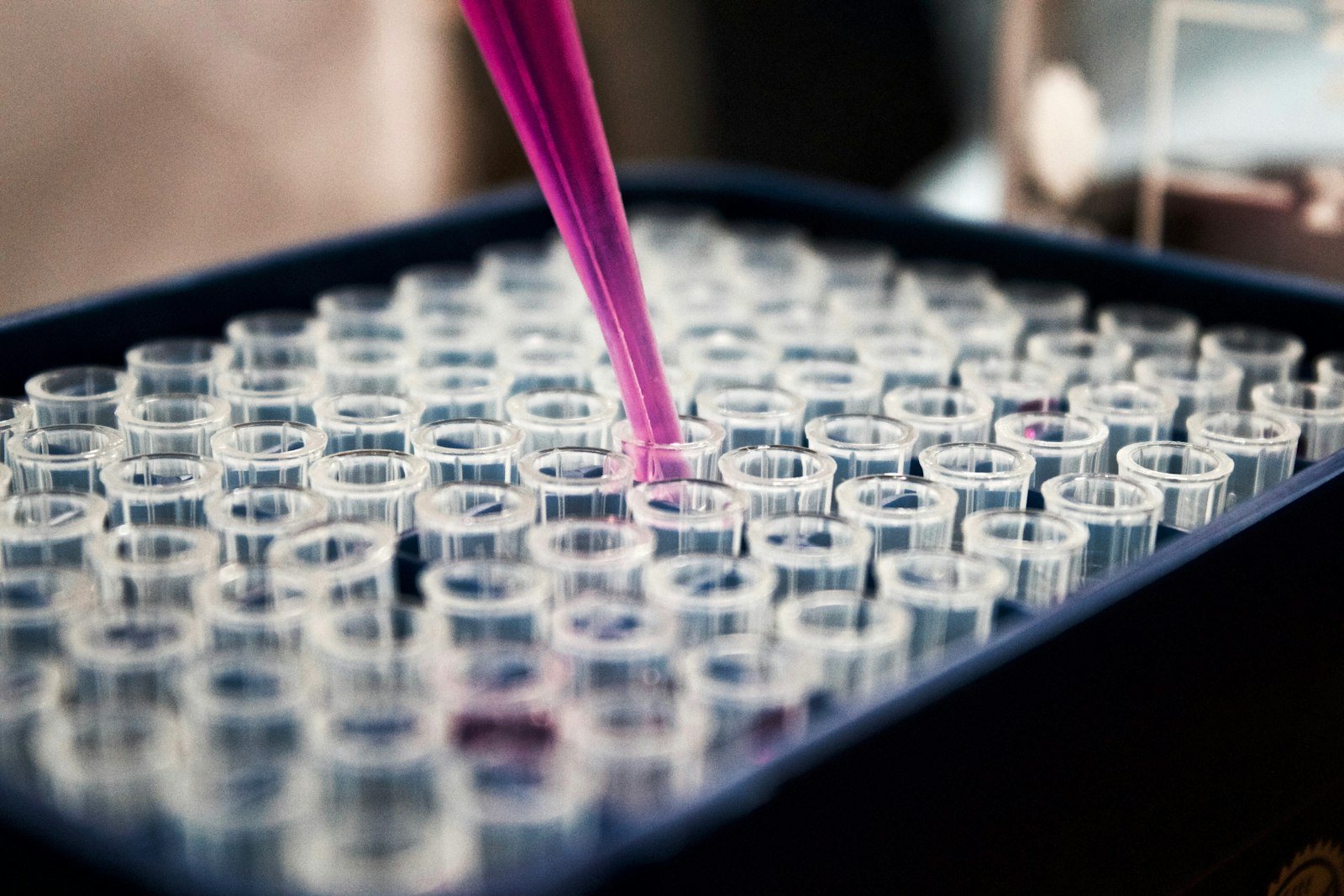 Blood sample tubes in a laboratory rack