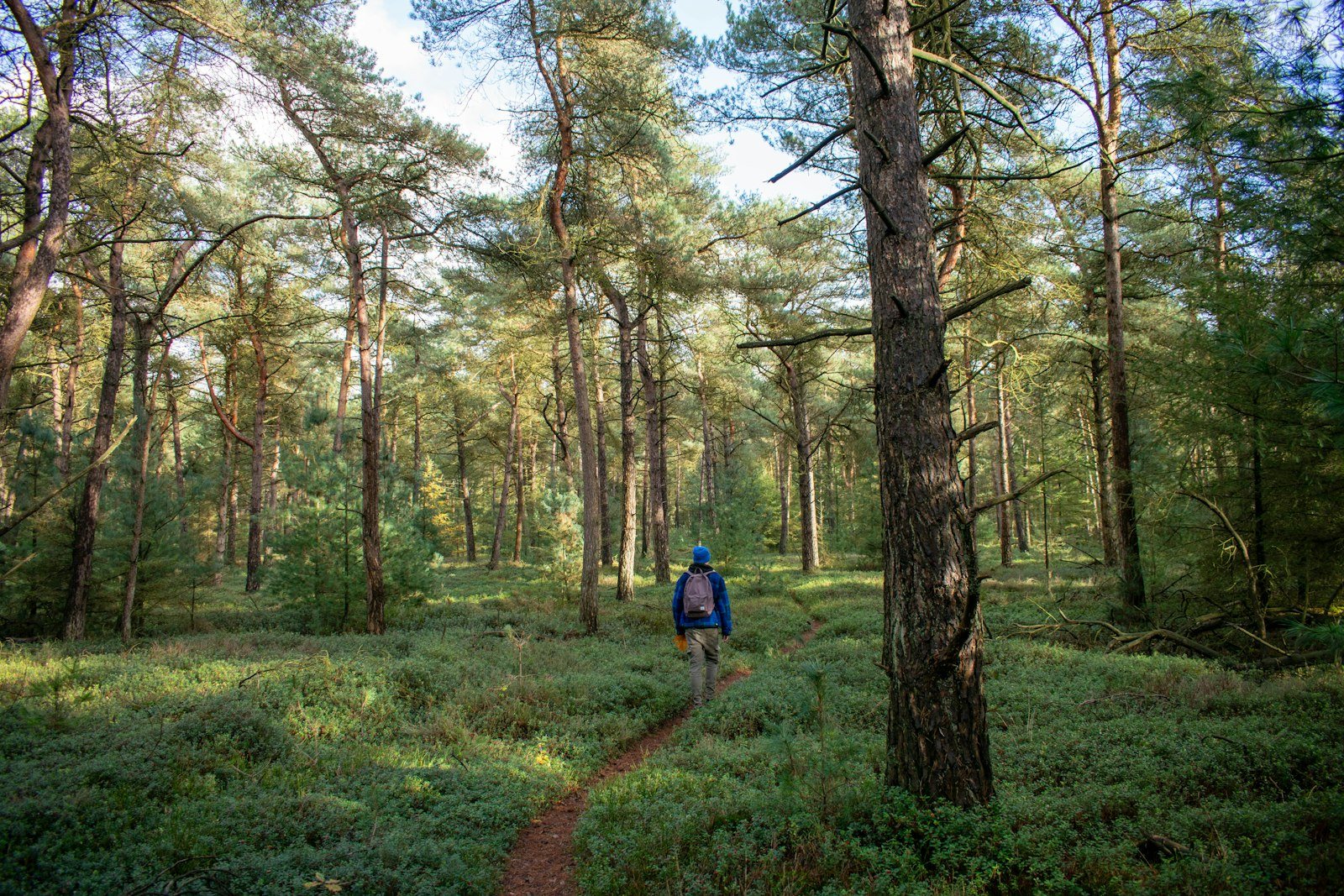 A person walking on a path through a pine forest
