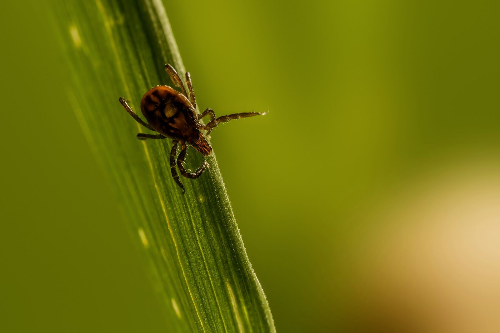 Lyme Disease Testing: Why the Results Confuse People